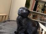 Nuggette - Scottish Fold Kitten For Sale - 