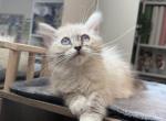 Rue - Ragdoll Kitten For Sale - 