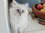 Kristabelle - Siberian Kitten For Sale - Tallahassee&comma; FL&comma; US