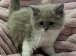 TICA Registered Cherubim White Ribbon - Ragdoll Kitten For Sale - 
