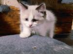 Oreo - Ragdoll Kitten For Sale - Bigmount&comma; PA&comma; US