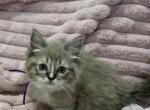 TICA Registered Cherubim Purple Ribbon - Ragdoll Kitten For Sale - 