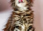 Maine Coon Male - Maine Coon Kitten For Sale - 