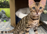 Bengal Kittens - Bengal Kitten For Sale - 