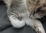 Shaky - Domestic Kitten For Adoption - Bossier City&comma; LA&comma; US