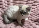Female TICA Registered Blue Lynx Blue Eyes - Ragdoll Kitten For Sale - PA&comma; US