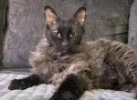 Luke LaPerm - LaPerm Cat For Sale - AL&comma; US