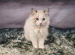 Franklin Ragdoll - Ragdoll Kitten For Sale - GA&comma; US