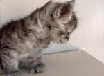 LEV - Maine Coon Kitten For Sale - Canton&comma; TX&comma; US
