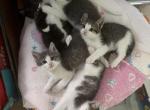 no names yet - Domestic Kitten For Sale - Philadelphia&comma; PA&comma; US
