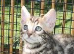 Kiki - Bengal Kitten For Sale - 