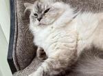 Siberian Retired Breeding Female Oprah - Siberian Cat For Sale/Retired Breeding - Old Bridge&comma; NJ&comma; US