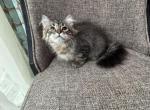 Siberian Purebred Girl Black Brown Tabby - Siberian Kitten For Sale - Old Bridge&comma; NJ&comma; US