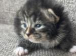 Male Siberian Purebred Black Brown Tabby w White - Siberian Kitten For Sale - Old Bridge&comma; NJ&comma; US