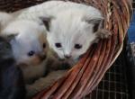 PRECIOUS BABY CAT - Ragdoll Kitten For Sale - Mountain Ranch&comma; CA&comma; US