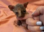 Sphynx babies - Sphynx Kitten For Sale - Rockledge&comma; FL&comma; US