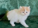 Colonel - Persian Kitten For Sale - Delta&comma; PA&comma; US