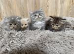 PA beauties - Siberian Kitten For Sale - Port Royal&comma; PA&comma; US
