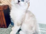 Sweetest Ragdoll kittens - Ragdoll Kitten For Sale - TX&comma; US