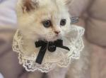 Kelly - Selkirk Rex Kitten For Sale - Gilbert&comma; AZ&comma; US