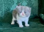 Obi - Persian Kitten For Sale - 