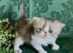 Leia - Persian Kitten For Sale - Delta&comma; PA&comma; US