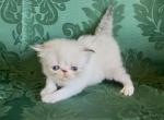 Ewok - Persian Kitten For Sale - Delta&comma; PA&comma; US
