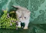 Yoda - Persian Kitten For Sale - Delta&comma; PA&comma; US