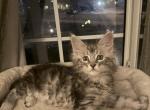 Rainbow litter - Maine Coon Kitten For Sale - Moreno Valley&comma; CA&comma; US