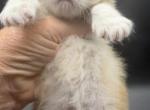Dijah - Persian Kitten For Sale - Henderson&comma; NV&comma; US