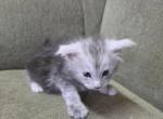 Sweetie - Maine Coon Kitten For Sale - George&comma; WA&comma; US