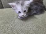 Cheeks - Maine Coon Kitten For Sale - George&comma; WA&comma; US