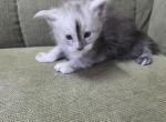 Blaze - Maine Coon Kitten For Sale - George&comma; WA&comma; US