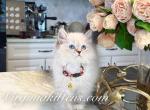 kitten boy - Siberian Kitten For Sale - Aldie&comma; VA&comma; US
