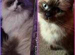 Kats ravishing ragdolls 2 litters kittens - Ragdoll Kitten For Sale - Lancaster&comma; PA&comma; US