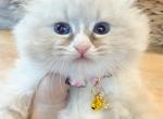 kitten - Siberian Kitten For Sale - Aldie&comma; VA&comma; US