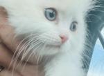 Future STUD Kats ravishing ragdolls lilac bicolor - Ragdoll Kitten For Sale/Service - Lancaster&comma; PA&comma; US