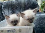 Purebred male Seal Point Siamese kitten - Siamese Kitten For Adoption - NJ&comma; US