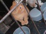 Cat 1 - American Shorthair Kitten For Sale - Santa Fe Spgs&comma; CA&comma; US