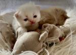 Rare Colors Exceptional Quality Persians - Persian Kitten For Sale - Grosse Pointe Park&comma; MI&comma; US