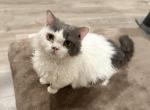 Tuxedo Blue Selkirk Rex - Selkirk Rex Cat For Sale - Rancho Cucamonga&comma; CA&comma; US