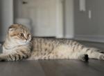 Scottish Chinchilla Fold - Scottish Fold Kitten For Sale - North Port&comma; FL&comma; US