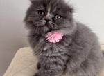Comet - Scottish Fold Kitten For Sale - Boca Raton&comma; FL&comma; US