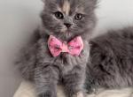 Star - Scottish Straight Kitten For Sale - 