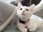 Chanom Odd Eye Rare Thai Khao Manee Kitten - Khao Manee Kitten For Sale - Boston&comma; MA&comma; US