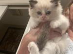 Angelica - Ragdoll Kitten For Sale - 