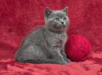 Cherry - British Shorthair Kitten For Sale - Bridgewater&comma; VA&comma; US