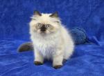 Navy - Himalayan Kitten For Sale - Bridgewater&comma; VA&comma; US