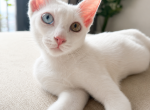 Khaidao Rare Odd Eyed Khao Manee Kitten - Khao Manee Kitten For Sale - 