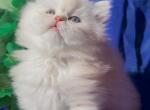 Beautiful dollface light golden shaded looks white - Persian Kitten For Sale - CA&comma; US